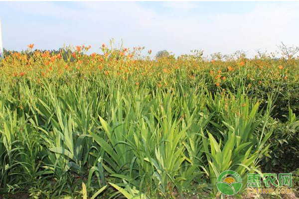 射干種植技術(shù)和栽培方法-圖片版權(quán)歸惠農(nóng)網(wǎng)所有
