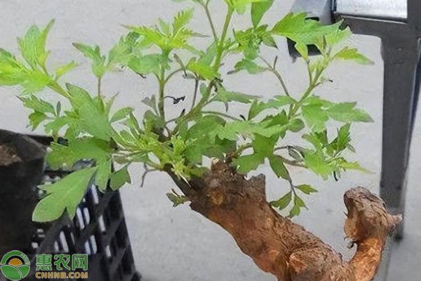 黃荊樹樁盆景怎樣栽種？-圖片版權(quán)歸惠農(nóng)網(wǎng)所有