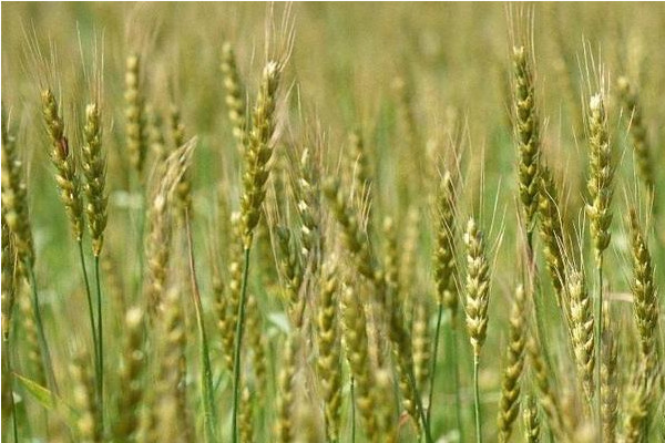 小麦一年可以种几次？