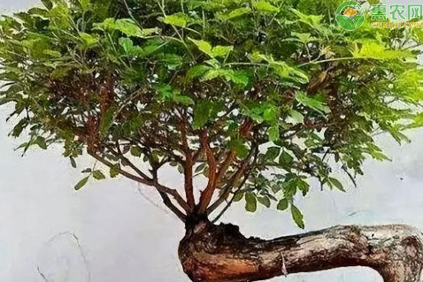 黃荊樹樁盆景怎樣栽種？-圖片版權(quán)歸惠農(nóng)網(wǎng)所有