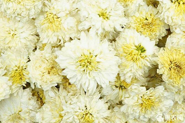 白菊花種植技術(shù)與栽培管理-圖片版權(quán)歸惠農(nóng)網(wǎng)所有
