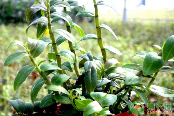 鐵皮石斛怎么繁殖栽培？-圖片版權(quán)歸惠農(nóng)網(wǎng)所有