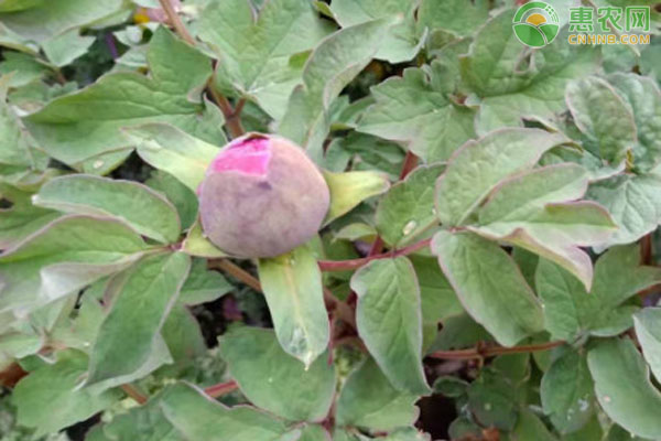 牡丹花怎樣種植和養(yǎng)護(hù)？-圖片版權(quán)歸惠農(nóng)網(wǎng)所有