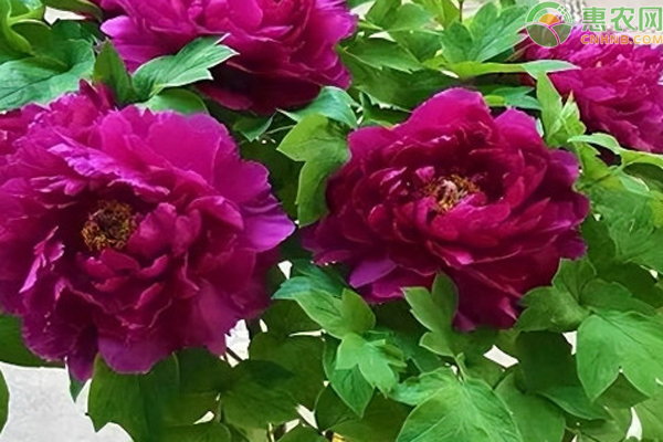 牡丹花怎樣種植和養(yǎng)護(hù)？-圖片版權(quán)歸惠農(nóng)網(wǎng)所有