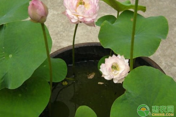 碗蓮的種植方法水培-圖片版權歸惠農(nóng)網(wǎng)所有