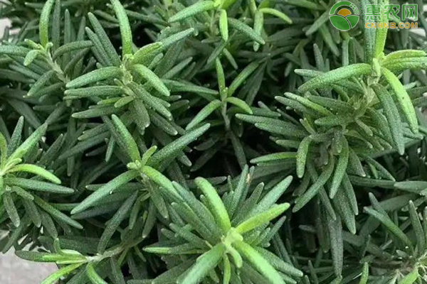 迷迭香种植方法及养护-图片版权归惠农网所有