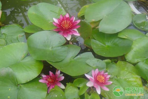 碗蓮怎么種植方法-圖片版權(quán)歸惠農(nóng)網(wǎng)所有