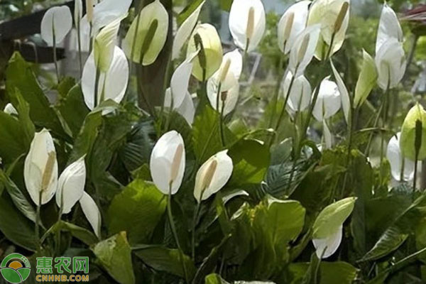 白掌怎么养才开花？-图片版权归惠农网所有