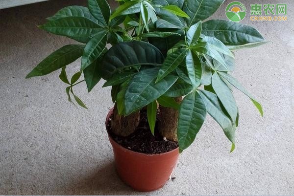 發(fā)財(cái)樹的種植方法及養(yǎng)護(hù)-圖片版權(quán)歸惠農(nóng)網(wǎng)所有