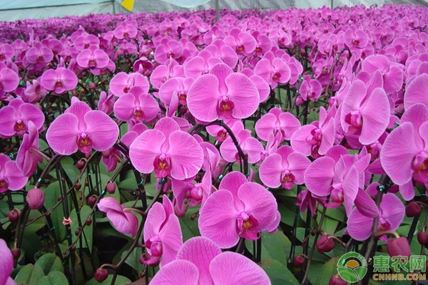 蝴蝶蘭的養(yǎng)護(hù)與澆水-圖片版權(quán)歸惠農(nóng)網(wǎng)所有