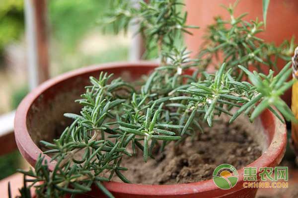 迷迭香种植方法及养护-图片版权归惠农网所有