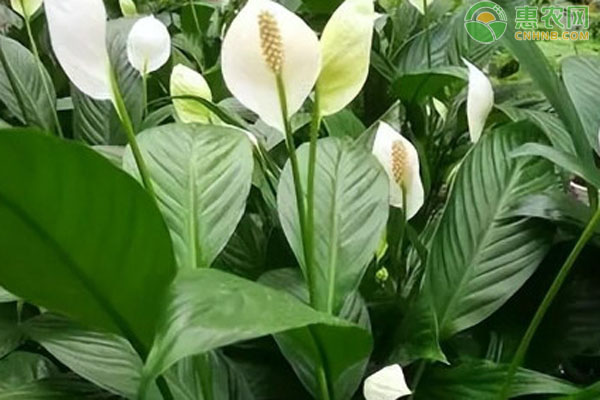 白掌怎么养才开花？-图片版权归惠农网所有
