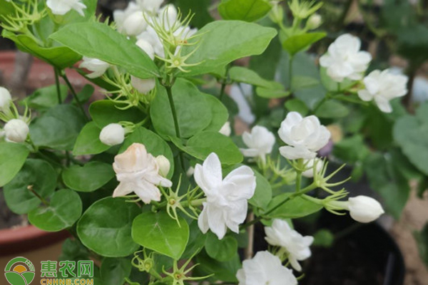 茉莉花養(yǎng)殖的正確方法-圖片版權(quán)歸惠農(nóng)網(wǎng)所有