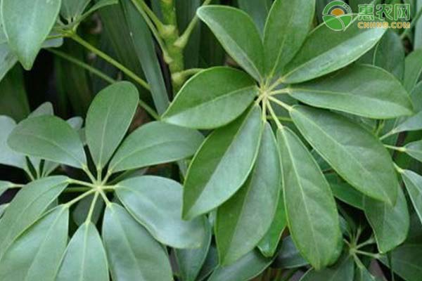 鴨腳木怎么養(yǎng)護(hù)與澆水？-圖片版權(quán)歸惠農(nóng)網(wǎng)所有