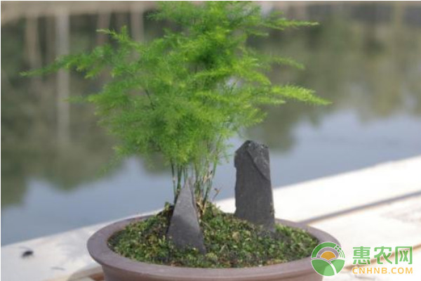 文竹怎么养护与浇水？-图片版权归惠农网所有