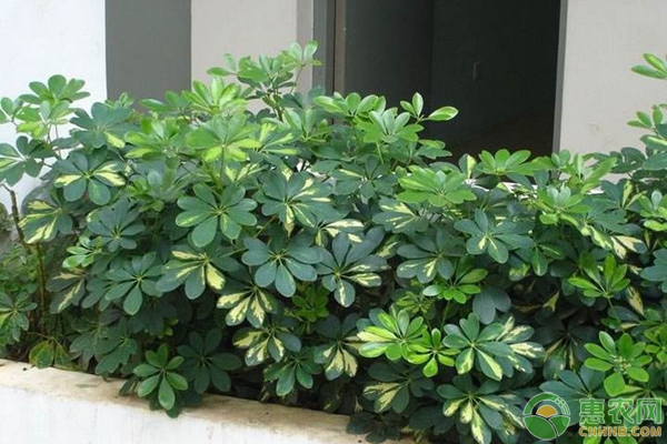 鴨腳木怎么養(yǎng)護(hù)與澆水？-圖片版權(quán)歸惠農(nóng)網(wǎng)所有