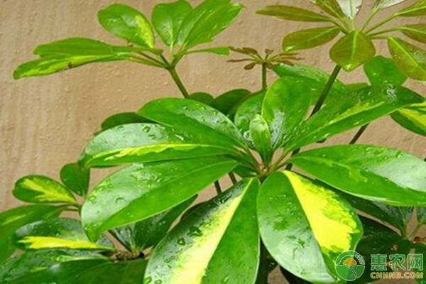 鴨腳木怎么養(yǎng)護(hù)與澆水？-圖片版權(quán)歸惠農(nóng)網(wǎng)所有