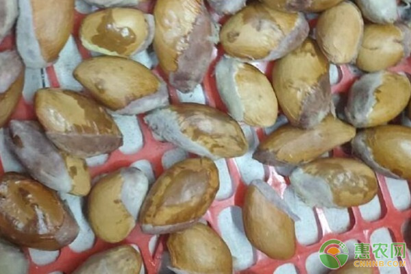榴莲种子的栽培方法-图片版权归惠农网所有