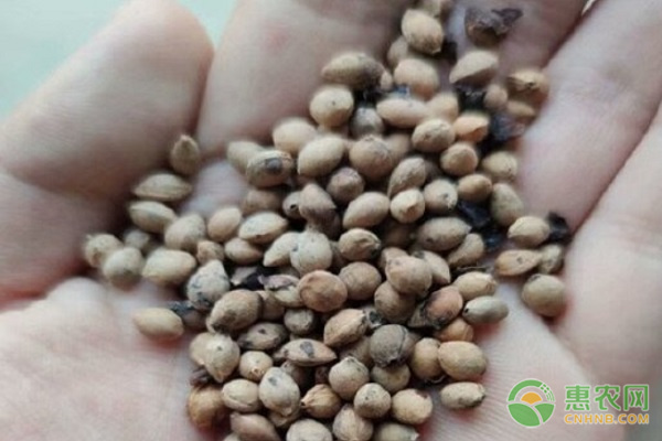 李子核怎么种才能发芽？-图片版权归惠农网所有