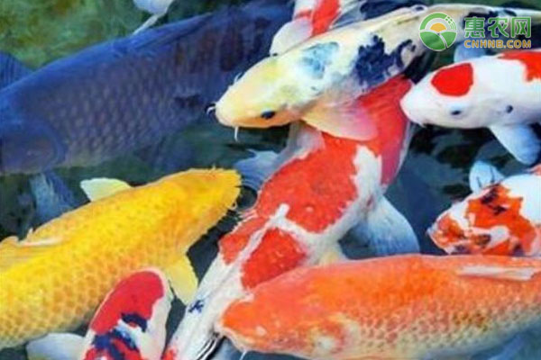 魚缸養(yǎng)錦鯉幾天換一次水？-圖片版權(quán)歸惠農(nóng)網(wǎng)所有