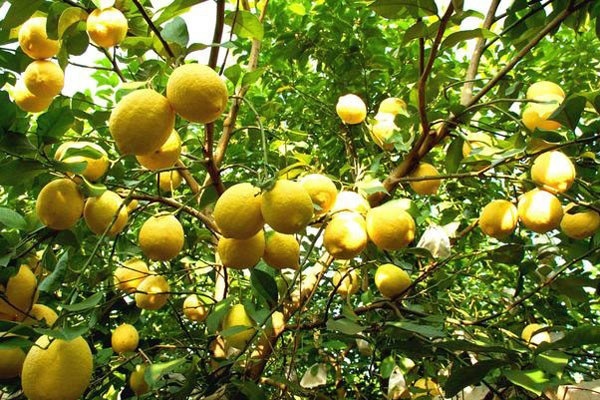 家里种柠檬树好吗？