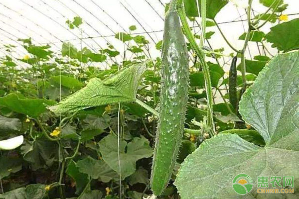 黃瓜重茬種植可以嗎？-圖片版權(quán)歸惠農(nóng)網(wǎng)所有