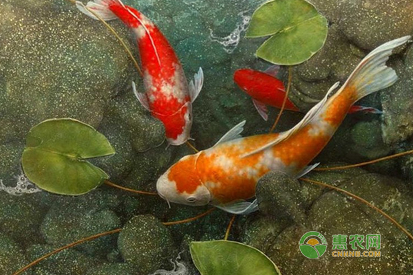 魚缸養(yǎng)錦鯉幾天換一次水？-圖片版權(quán)歸惠農(nóng)網(wǎng)所有
