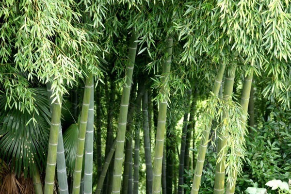 家里种竹子好吗？