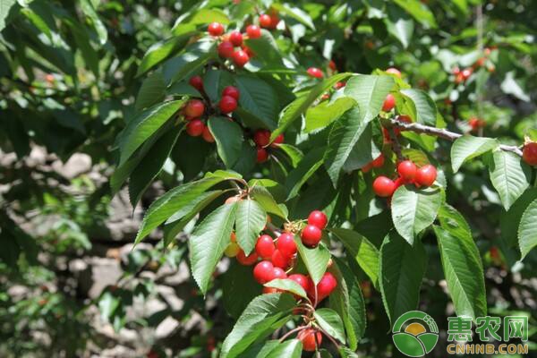 櫻桃核怎么種能發(fā)芽？-圖片版權(quán)歸惠農(nóng)網(wǎng)所有