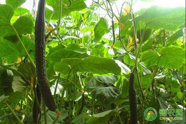 黃瓜重茬種植可以嗎？-圖片版權(quán)歸惠農(nóng)網(wǎng)所有