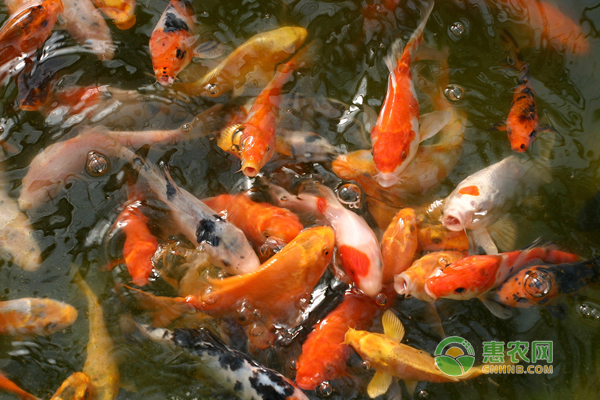 魚缸養(yǎng)錦鯉幾天換一次水？-圖片版權(quán)歸惠農(nóng)網(wǎng)所有