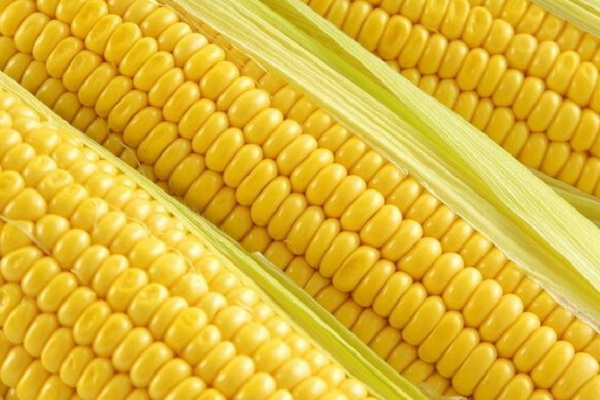 近期玉米价格最新消息多少钱一斤？
