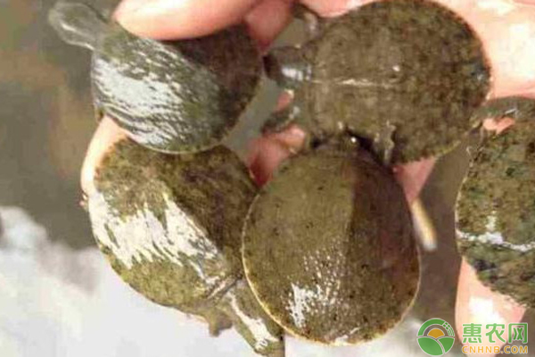 養(yǎng)甲魚池塘怎么修建？-圖片版權(quán)歸惠農(nóng)網(wǎng)所有