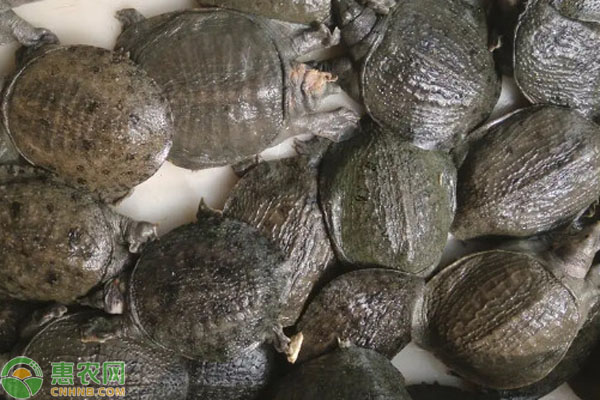 養(yǎng)甲魚池塘怎么修建？-圖片版權(quán)歸惠農(nóng)網(wǎng)所有