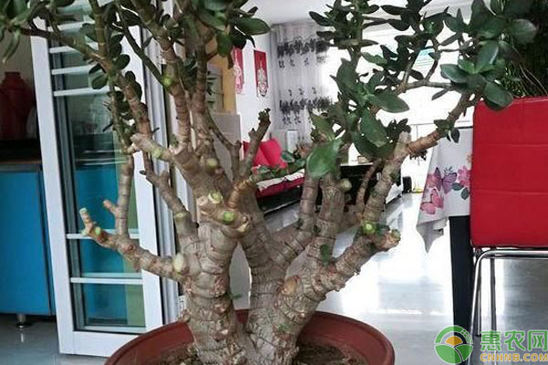 長(zhǎng)壽花的養(yǎng)殖方法和修剪-圖片版權(quán)歸惠農(nóng)網(wǎng)所有