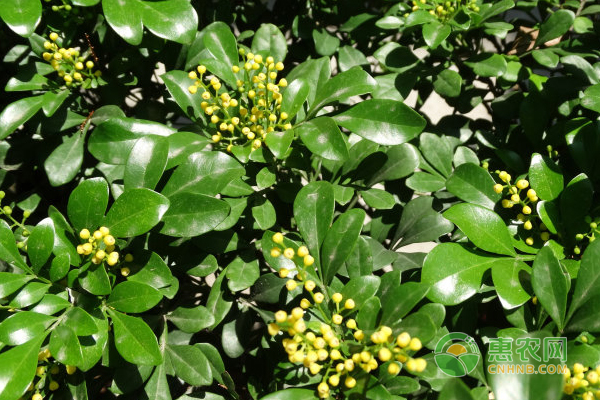 米蘭怎么修剪和養(yǎng)護？-圖片版權歸惠農網所有