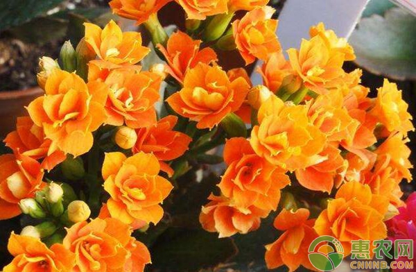 長(zhǎng)壽花的養(yǎng)殖方法和修剪-圖片版權(quán)歸惠農(nóng)網(wǎng)所有