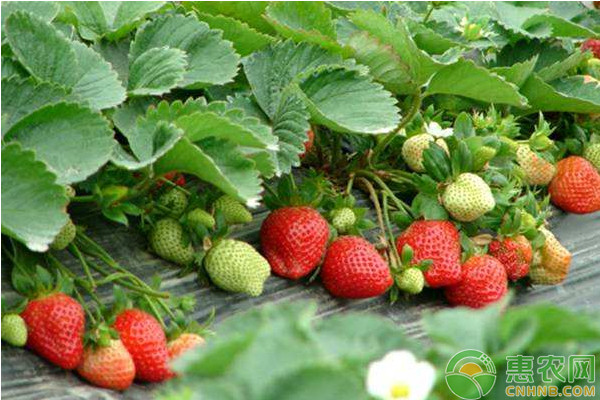 怎樣種植草莓？-圖片版權(quán)歸惠農(nóng)網(wǎng)所有