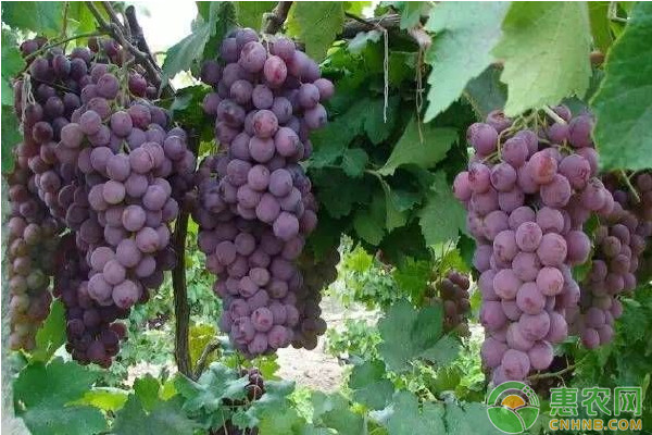 8月葡萄種植管理方法-圖片版權歸惠農(nóng)網(wǎng)所有