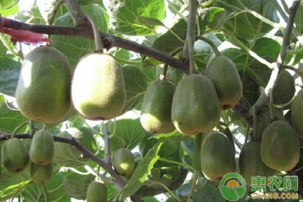 8月獼猴桃種植管理方法-圖片版權(quán)歸惠農(nóng)網(wǎng)所有