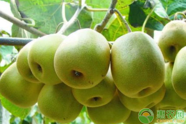 8月獼猴桃種植管理方法-圖片版權(quán)歸惠農(nóng)網(wǎng)所有
