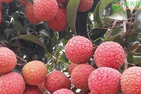 8月份果樹種植管理指南-圖片版權歸惠農網所有