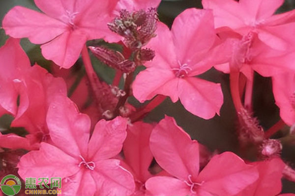 紅雪花養(yǎng)殖注意事項(xiàng)和修剪方法-圖片版權(quán)歸惠農(nóng)網(wǎng)所有