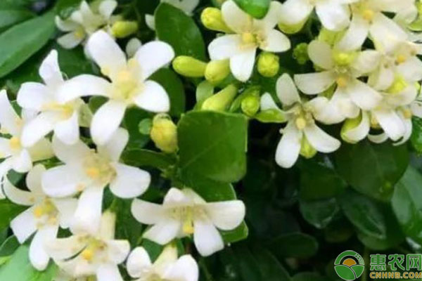 九里香怎樣修剪和養(yǎng)護(hù)？-圖片版權(quán)歸惠農(nóng)網(wǎng)所有