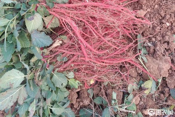 丹參種植全過程-圖片版權(quán)歸惠農(nóng)網(wǎng)所有