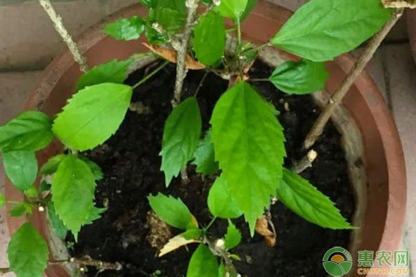 朱槿花怎么扦插與修剪？-圖片版權(quán)歸惠農(nóng)網(wǎng)所有