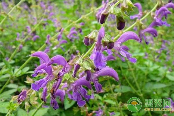 丹參種植全過程-圖片版權(quán)歸惠農(nóng)網(wǎng)所有
