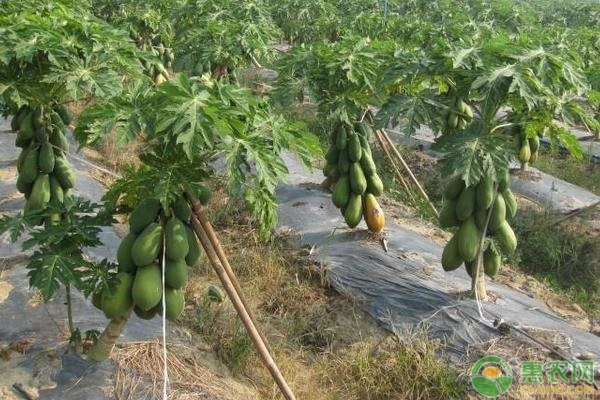 木瓜樹的種植與養(yǎng)護(hù)-圖片版權(quán)歸惠農(nóng)網(wǎng)所有
