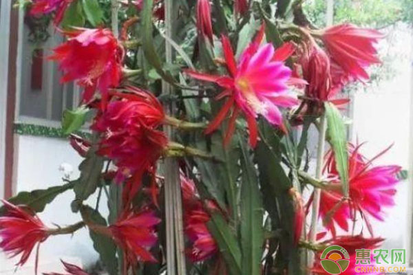 令劍荷花的養(yǎng)殖方法和修剪？-圖片版權(quán)歸惠農(nóng)網(wǎng)所有