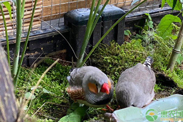 珍珠鳥的飼養(yǎng)方法和注意事項-圖片版權(quán)歸惠農(nóng)網(wǎng)所有